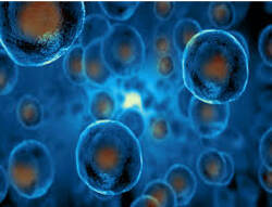 The Cell and How it Works